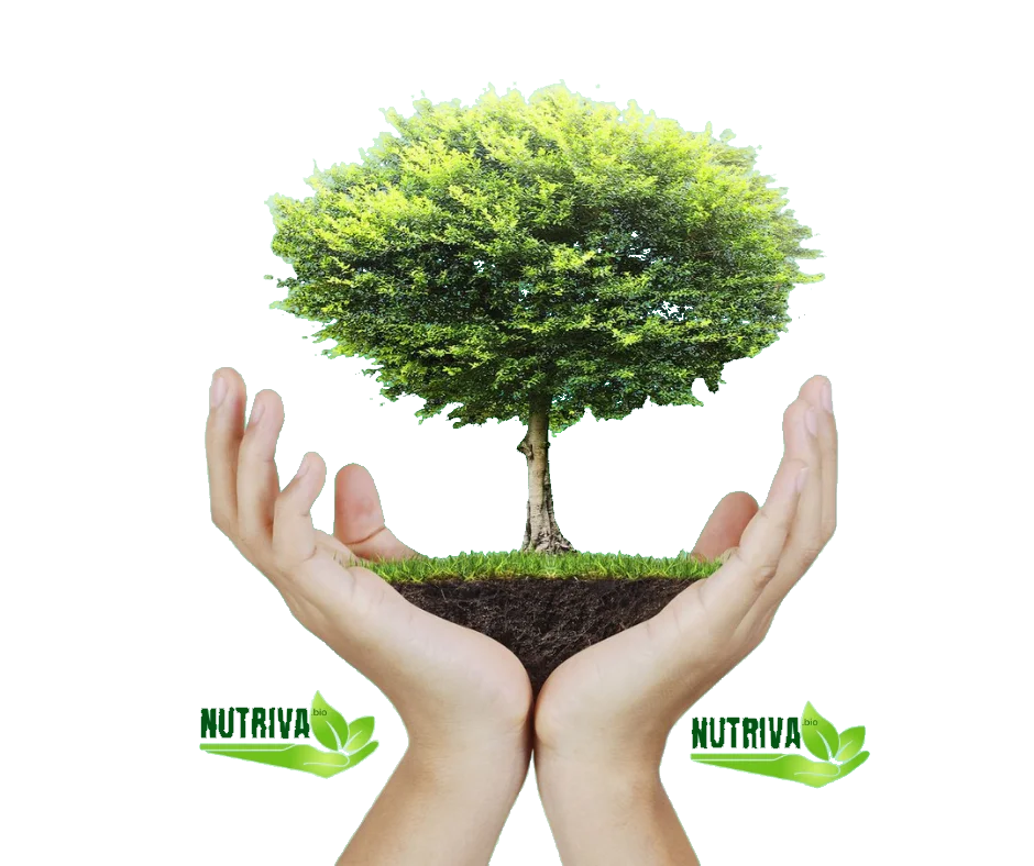 Manos sosteniendo un árbol joven con tierra